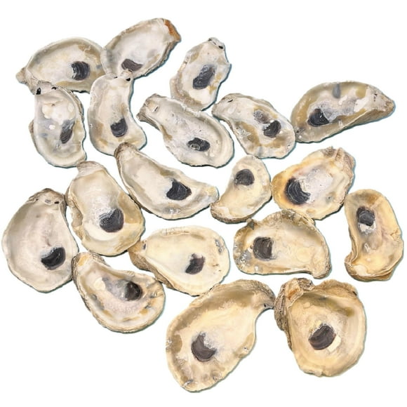 Oyster Shells 4"" - 5"" inch Large Oyster Shells for Crafts (20pcs) Bulk Oyster Shells Nautical Decor Vase Filler Oyster Shells for Crafting DIY Arts and Crafts Farmed in USA