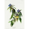 thumbnail image 3 of Audubon, John James 18x24 Black Modern Framed Museum Art Print Titled - Connecticut Warbler, 3 of 5