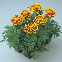 Harris Seeds - Marigold Durango Bee Seeds - Early-Blooming - Bicolor - 500 Seeds