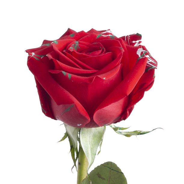 Painted Xmas Confetti Roses 50 cm Fresh Cut 50 Stems