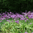 thumbnail image 2 of Allium Mix Live Plant, Perennial Allium, Colorful Flowers in Spring to Summer, Vibrant Blossoms Plant, 2 of 5