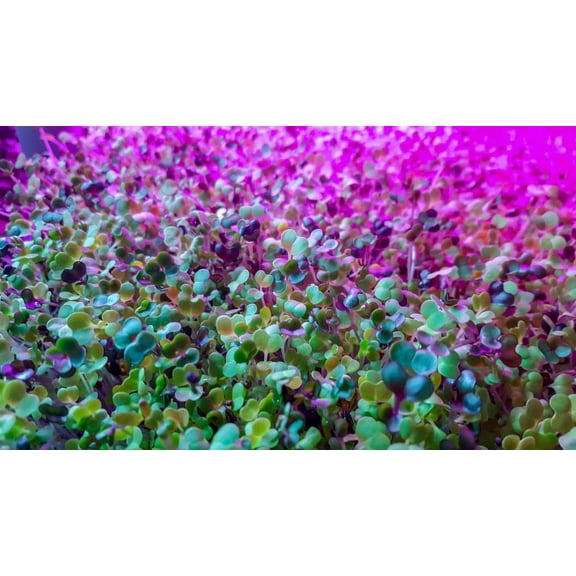 Alfalfa Microgreens Seed for Growing - Easy and Fast Growing, Very Healthy Microgreens (250 Seeds)