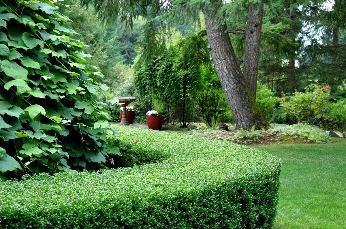 Dwarf Yaupon Holly  Ilex Schilling Stokes Vomitoria  3 Live Plants  Drought Tolerant Low Maintenance Evergreen Hedge