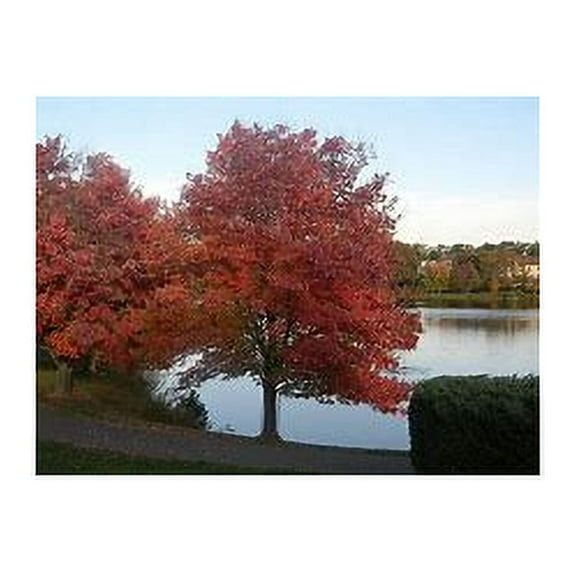 Maple Amur (Acer Ginnala Flame) Nice Garden Tree by Seed Kingdom Bulk 1/4 Lb Seeds
