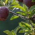 thumbnail image 4 of WHAMVOX 10Ud Herramienta Duradera Para Moldear Y Estabilizar Ramas De Árboles Frutales, 4 of 8