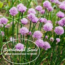 Scarborough Seeds 500 Seeds Chives Green Onion Non-GMO Heirloom Garden Seeds