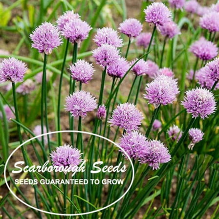 Scarborough Seeds 500 Seeds Chives Green Onion Non-GMO Heirloom Garden Seeds