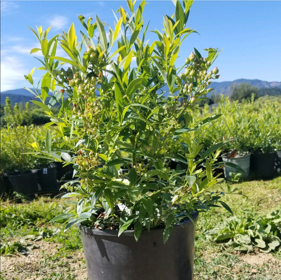 Set 2 Pink Lemonade Blueberry Live Plants, Dwarf Fruit Tree Starter Plant, Vaccinium Pink Lemonade, Unique Dwarf Variety with Pink Berries, 4 to 6 Inch Tall, No Ship Pot