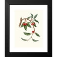 thumbnail image 2 of Giorgio Gallesio 18x24 Black Modern Framed Museum Art Print Titled - Ciligia Viscilina. (Visciolino Cherry; Cherry) (1817-1839), 2 of 5