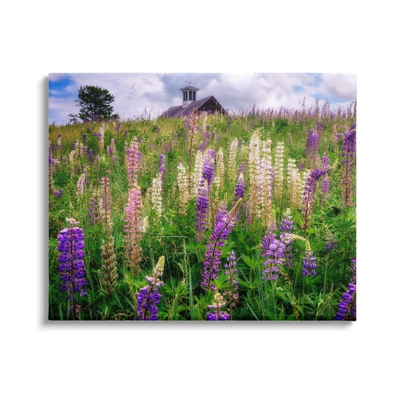 Stupell Wild Lavender Field Grassland Landscape Photography Gallery Wrapped Canvas Print Wall Art