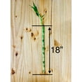 thumbnail image 4 of Live Lucky Bamboo 18&rdquo; Plants, 4 of 5