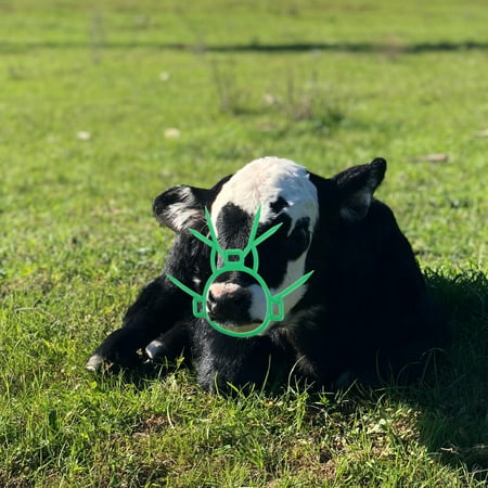 CTIRCHIU Calf Weaner Tool with Cow Nose Thorn Design Safe and Smooth for Effective Cattle Farm Use CTIRCHIU Calf Weaner Tool with Cow Nose Thorn Design Safe and Smooth for Effective Cattle Farm Use