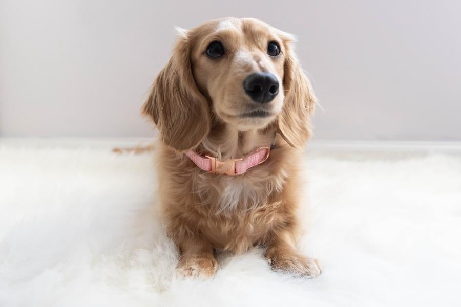 Dolce Rose Dog Adjustable Neoprene Collar - Large