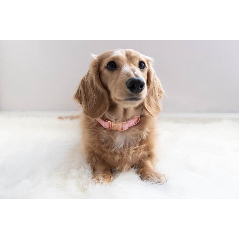 Sassy Woof Dolce Rose Adjustable Dog Collar, Large photo 5
