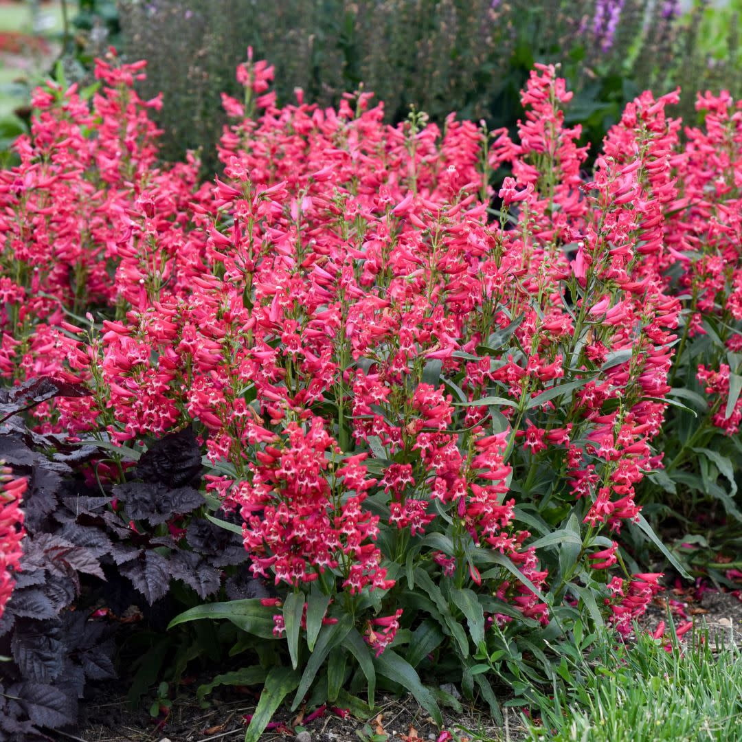 Proven Winners 12" Pink Bejeweled 'Rose Rhinestone' Bearded Penstemon (Penstemon barbatus) Perennial Live Plant in 7.13" Pot