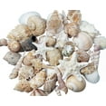 thumbnail image 1 of Tumbler Home Conchas de tamaño mediano en una deliciosa mezcla de blancos, tostados y rosas | 1 libra | Perfecto para manualidades, playa, decoración del hogar, bodas, relleno de jarrones y aulas., 1 of 1
