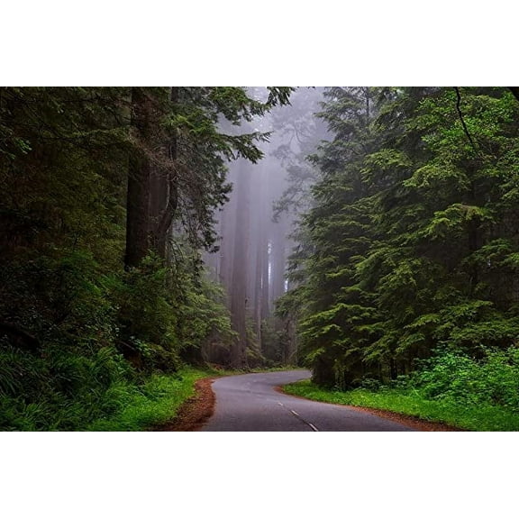Iconic Arts Laminated 36x24 inches Poster: Redwood National Park California Hdr Landscape Scenic Dawn Daybreak Sunrise Redwoods Famous Road Mist Haze Fog Nature Outdoors Country Countryside Wilderness