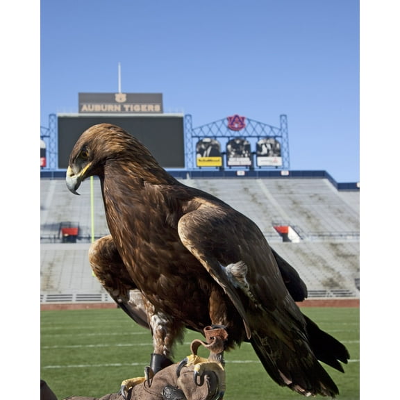 Print: The Golden Eagle That Flys At The Auburn University's Football Game