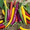 thumbnail image 1 of HJADGG Seeds Ornamental Hot Chili Pepper Mix Heirloom Vegetable for Planting Non GMO, 1 of 8