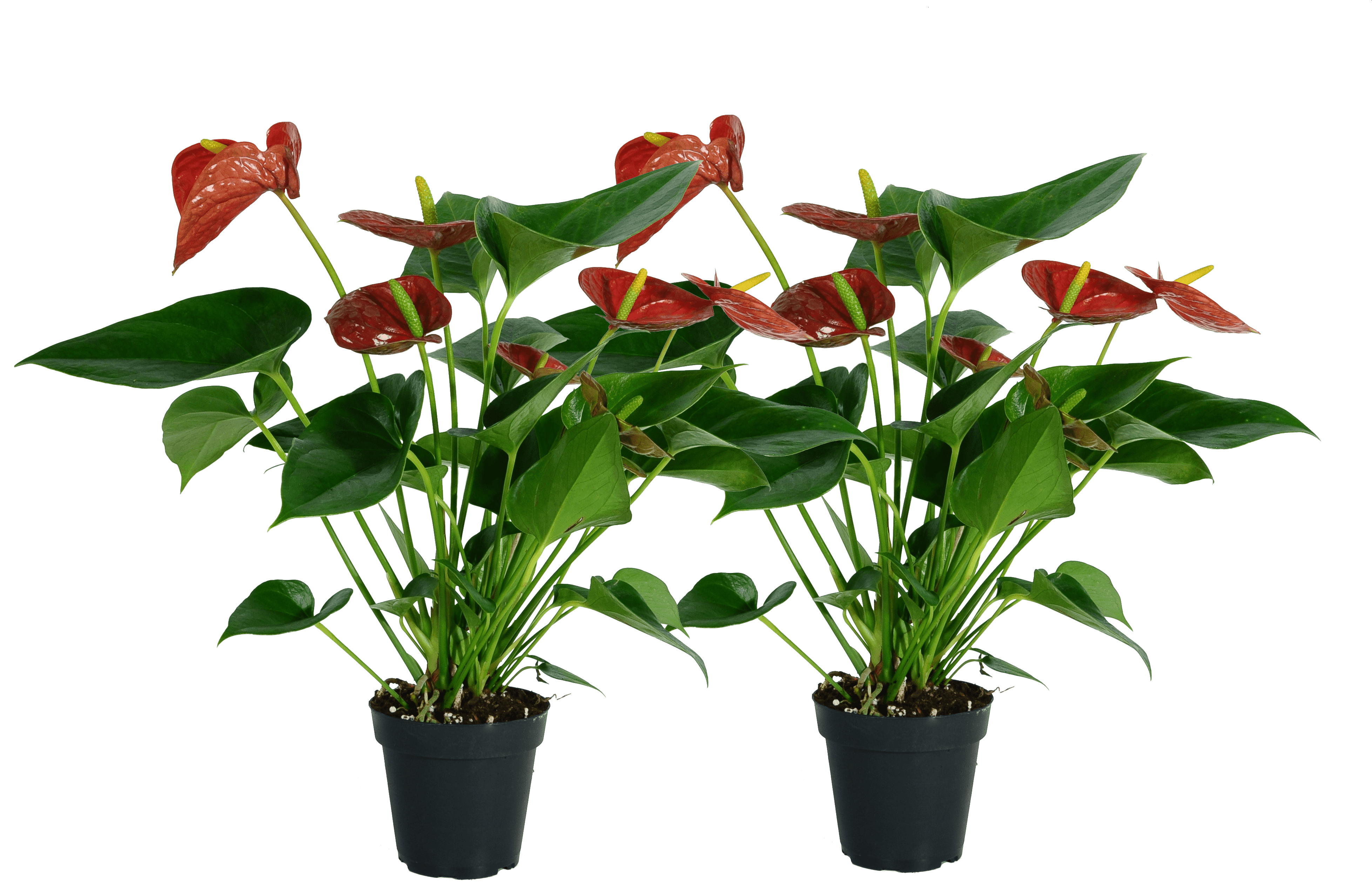 Costa Farms Live Indoor 12in. Tall Anthurium Flowering Plant in 4in