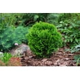 thumbnail image 3 of 2 Gallon Danica Globe Cedar (Thuja) Shrub, 3 of 5