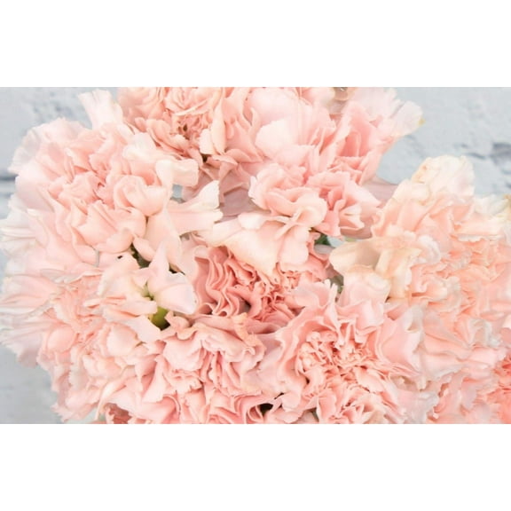 Real Touch Flowers - Fresh & Natural Light Pink Carnation - 1 Bunch (25 Stems)