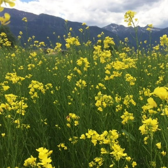 Kodiak Mustard Seeds by Mighty Mustard - 4 Oz - Non-GMO, Open Pollinated Farm & Garden Cover Crop Seeds