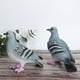 thumbnail image 1 of Decoración De Estatuilla De Palomas De Animales De Simulación, Decoración De Jardín, 2 Uds. Patio De Parque De Patio Para Patio De Decoración Del Hogar Mgaxyff Otros, 1 of 8