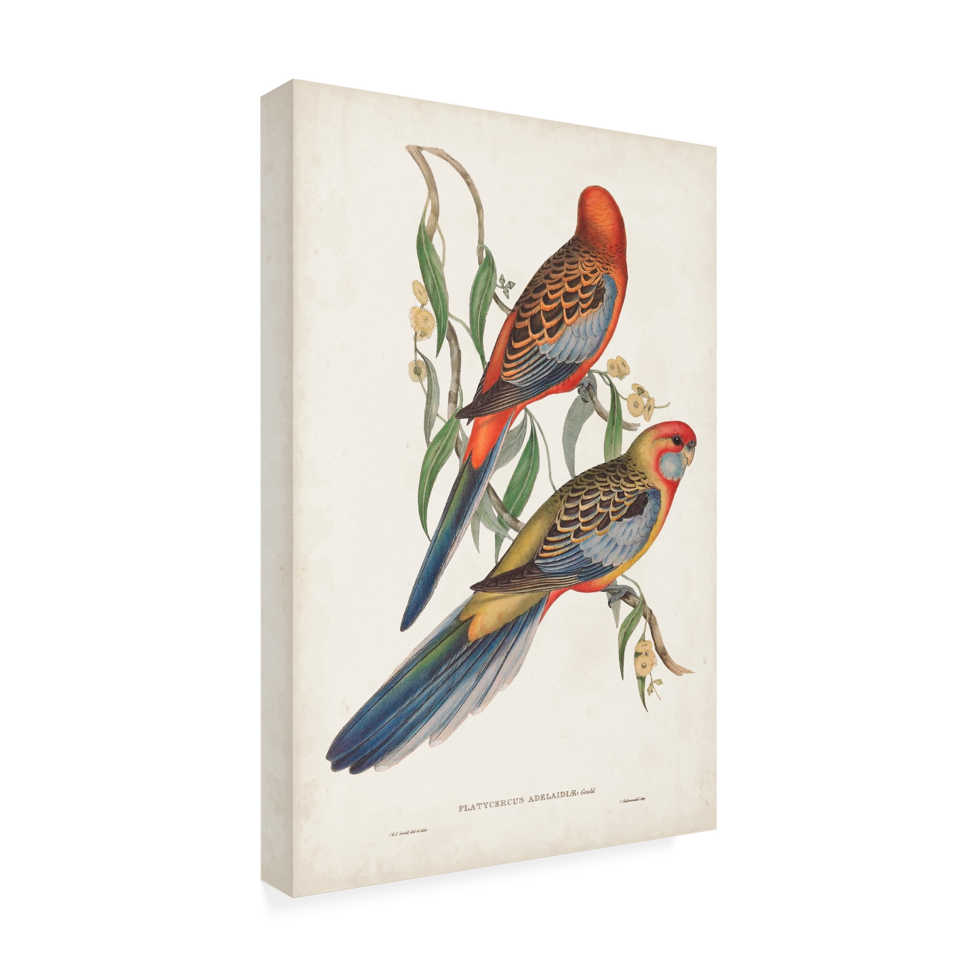 Trademark Fine Art 'Tropical Parrots II' Canvas Art by John Gould