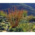 thumbnail image 2 of Talbot Frank, Christopher 30x26 Black Ornate Wood Framed with Double Matting Museum Art Print Titled - California, Anza-Borrego Ocotillo flowers, 2 of 4