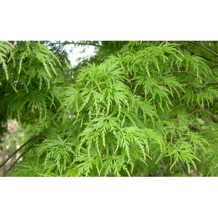 Seiryu Upright Laceleaf Japanese Maple Tree - 2-3 Year Graft - ( TG (Best Maple Trees To Plant)