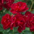 thumbnail image 3 of Heirloom Roses Rose Bush - Brick House Red Flowers - Floribunda Rose Plant, 3 of 5