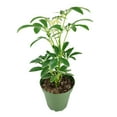 thumbnail image 2 of Schefflera Arboricola Variegated (6" Grower Pot) - Easy to Care and Air-purifying Tropic Houseplant - Live Healthy Variegated Houseplant for Home Office, 2 of 4