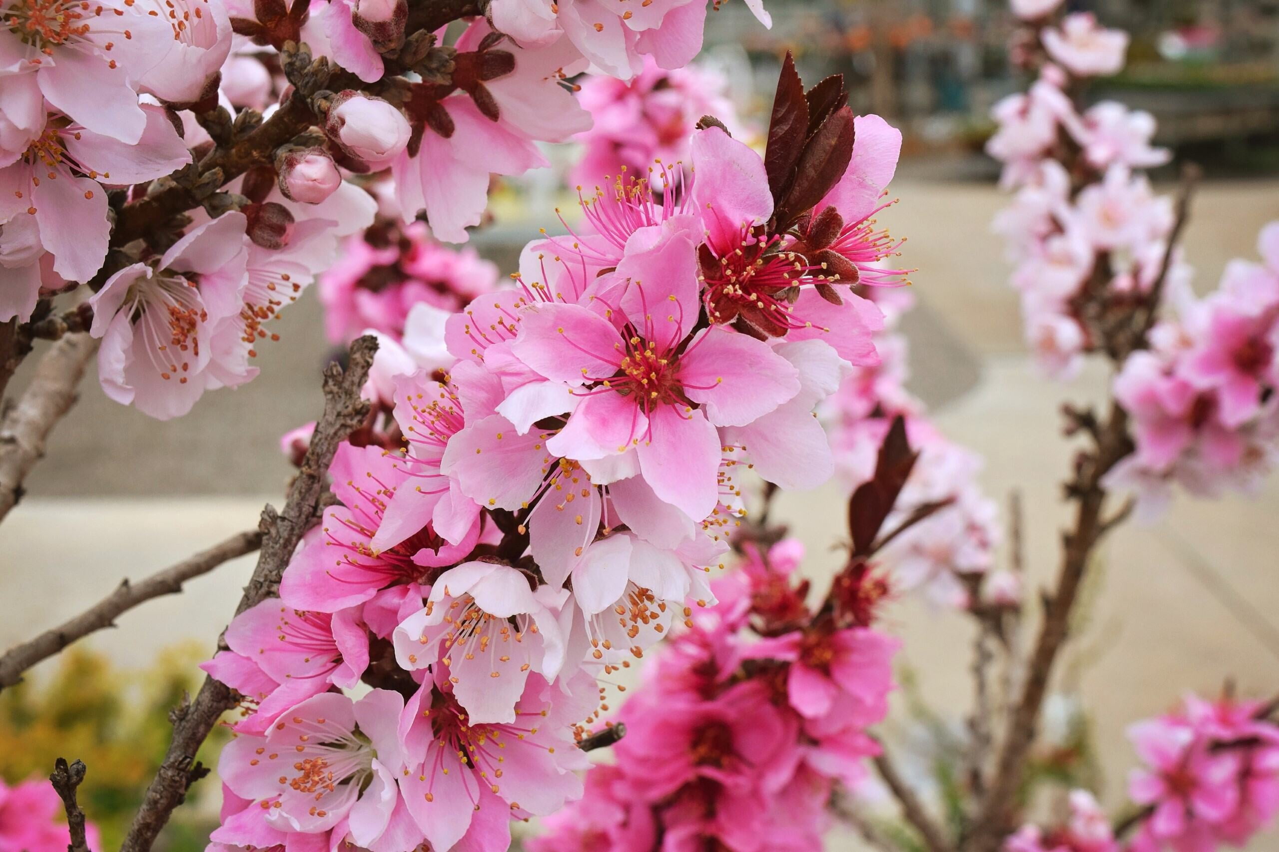 Expert Gardener 24" Bonfire Patio Peach Tall Live Plants in 11" Grower Pot, Ornamental/Decorative