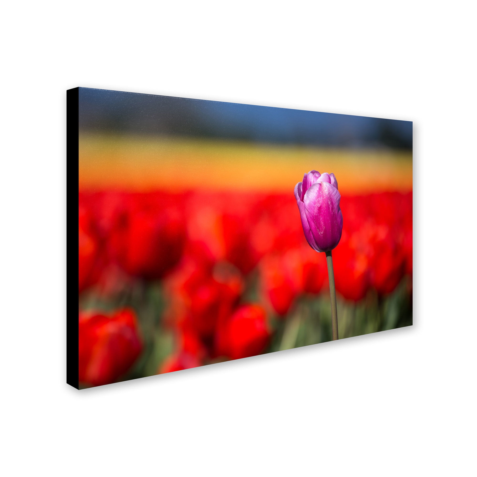 Trademark Fine Art "Purple Tulip" Canvas Art by Pierre Leclerc