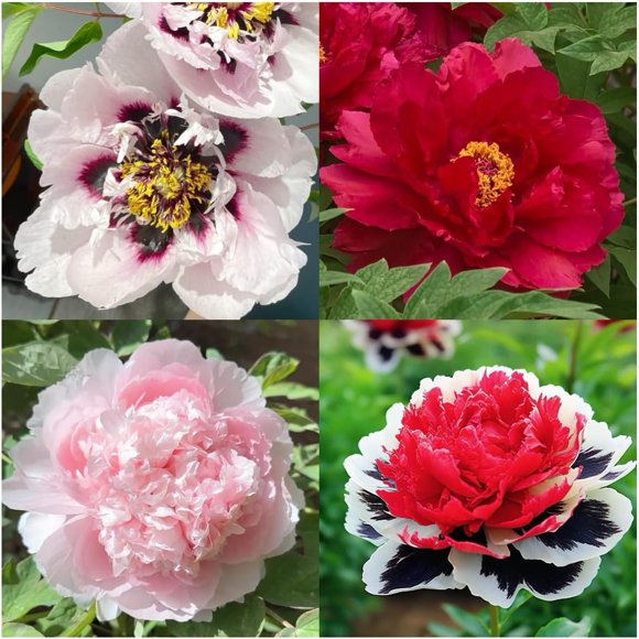 HJADGG 200 Mixed Color Peony Seeds-Flower Seeds Heirloom Blend for Outdoor Planting, Attracts Butterflies & Bees, Easy Grow Perennial Flowers