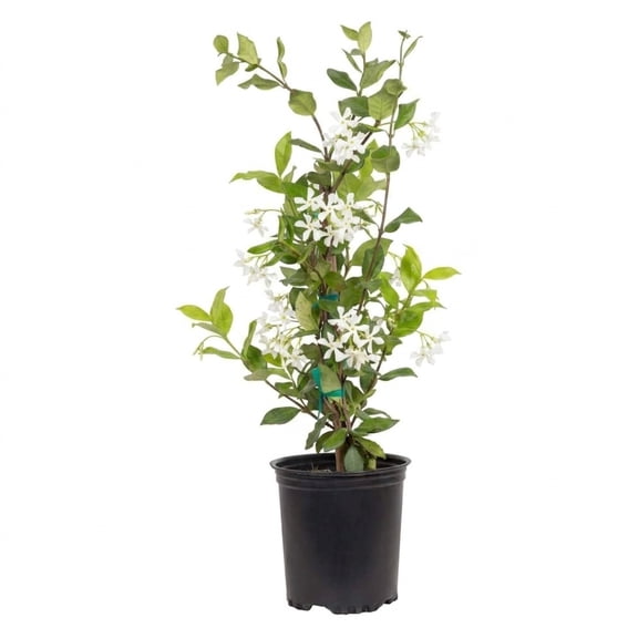 Expert Gardener Star Jasmine 'Large Leaf' (2.5 Quart) Aromatic White Blooming Evergreen Vine - Full Sun Live Outdoor Plant