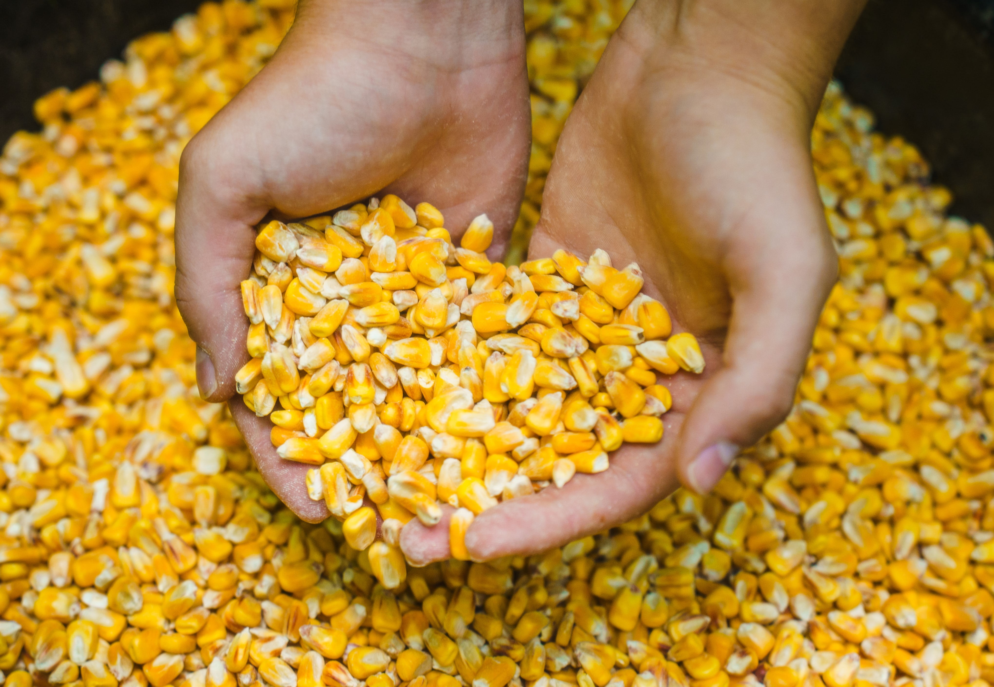 Manna Pro Deer Corn - Deer and Turkey Feed 50lb