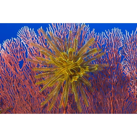 Yellow feather star on red sea fan Papua New Guinea Canvas Art - Steve JonesStocktrek Images (18 x 12)