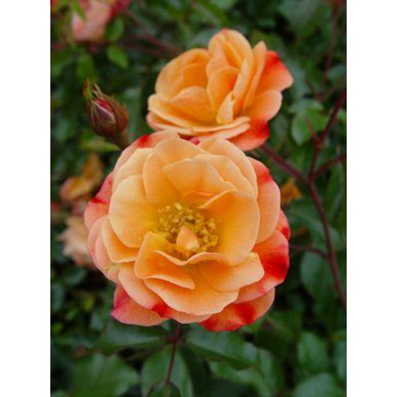 Amber Flower Carpet Rose