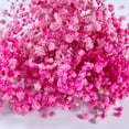 thumbnail image 2 of Preserved Baby's Breath 3 Bunches, 100% Natrual Fresh Gypsophila Long Lasting Flowers for Vase Arrangements Home Decoration Photo Props Parties and Weddings, DIY Décor-Pink, 2 of 12