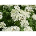 thumbnail image 3 of 20  Seeds SWEET CICELY Myrrhis Odorata Herb Fragrant Flower Licorice Flavor, 3 of 7