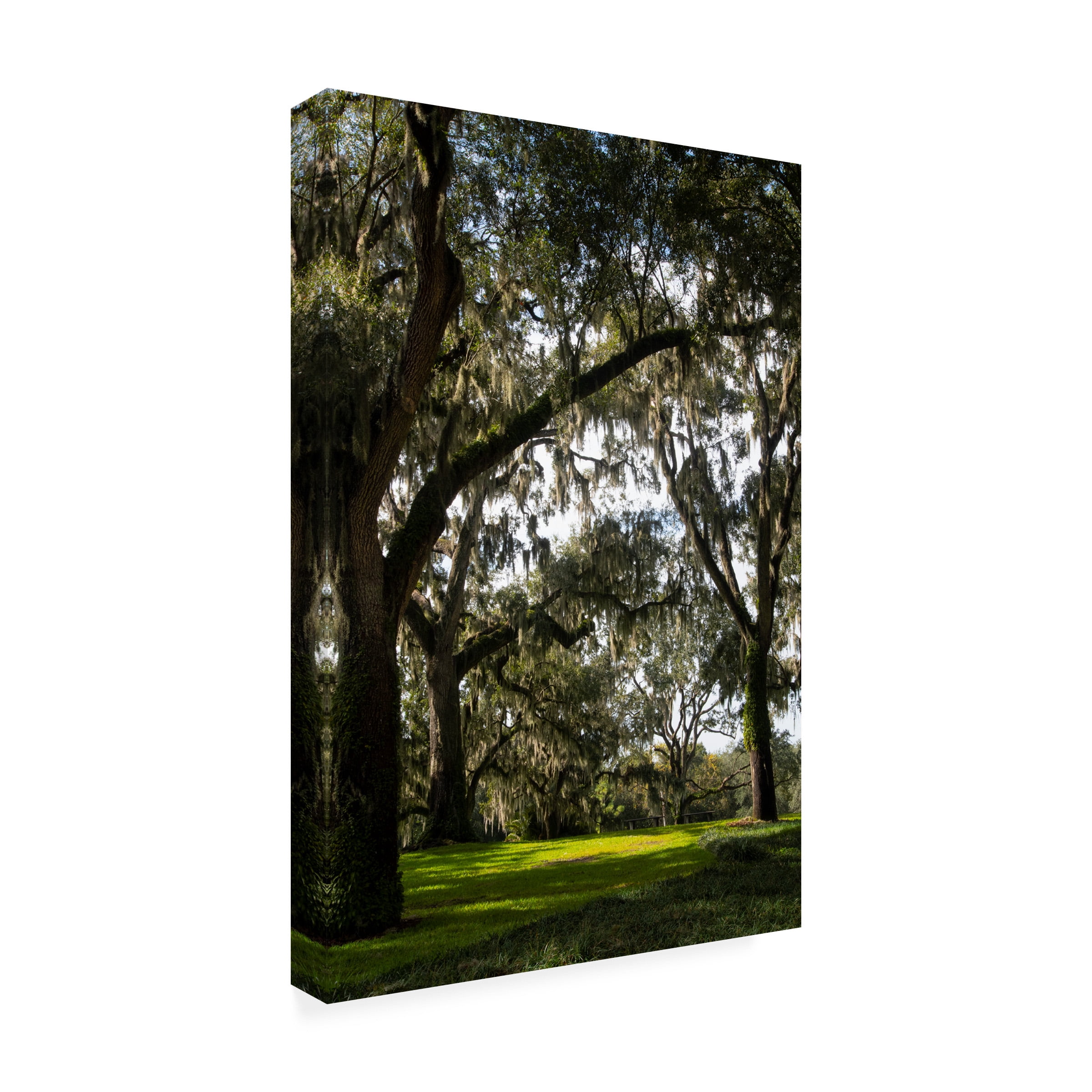 Robert Michaud 'Live Oak Trees' Canvas Art