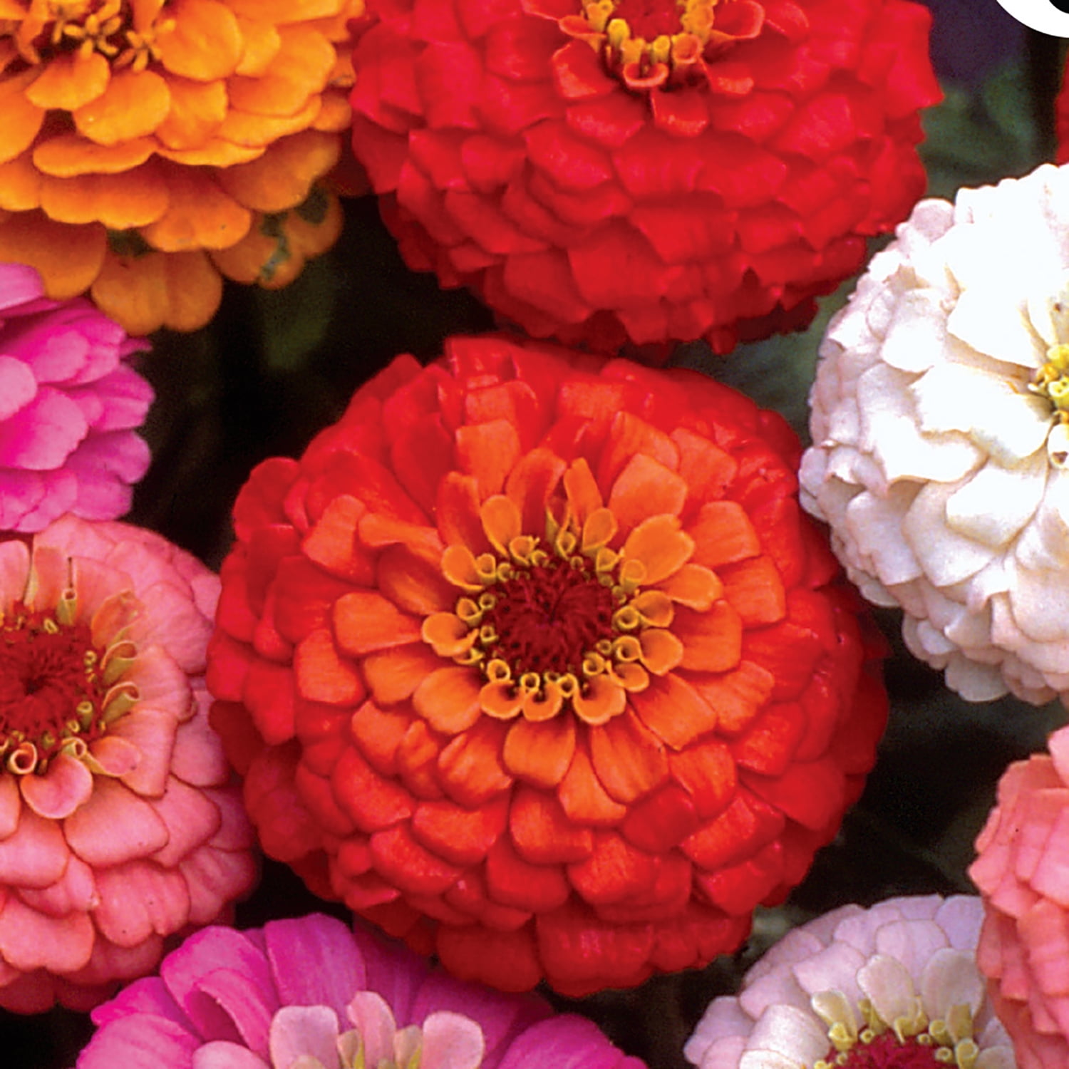 Ferry-Morse Economy 950MG Zinnia Giant Double Flowered Mixed
