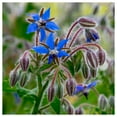 thumbnail image 3 of Everwilde Farms - 75 Organic Borage Herb Seeds - Gold Vault Jumbo Bulk Seed Packet, 3 of 5
