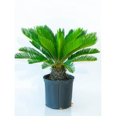 Plant with Purpose 10 inch King Sago Palm Live Houseplant with Bright Indirect Sunlight - 1 Piece