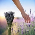 thumbnail image 6 of Hengbo Dried Lavender Bundles 2 Bundles Pack 100% Natural Dried Lavender Flowers for Home Decoration Photo Props Wedding Party, 6 of 6
