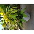 thumbnail image 3 of Exaco FM-WP17 Fiber Clay Planter, Spackled White - Medium & Large, 3 of 7