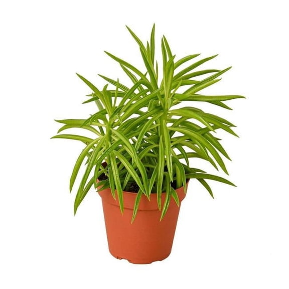 4-PEPEROMIA-GREEN.BEAN Peperomia Green Bean Plant in 4 in. Pot