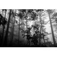 thumbnail image 2 of Oldford, Tim 24x17 White Modern Wood Framed Museum Art Print Titled - Misty Forest, 2 of 4